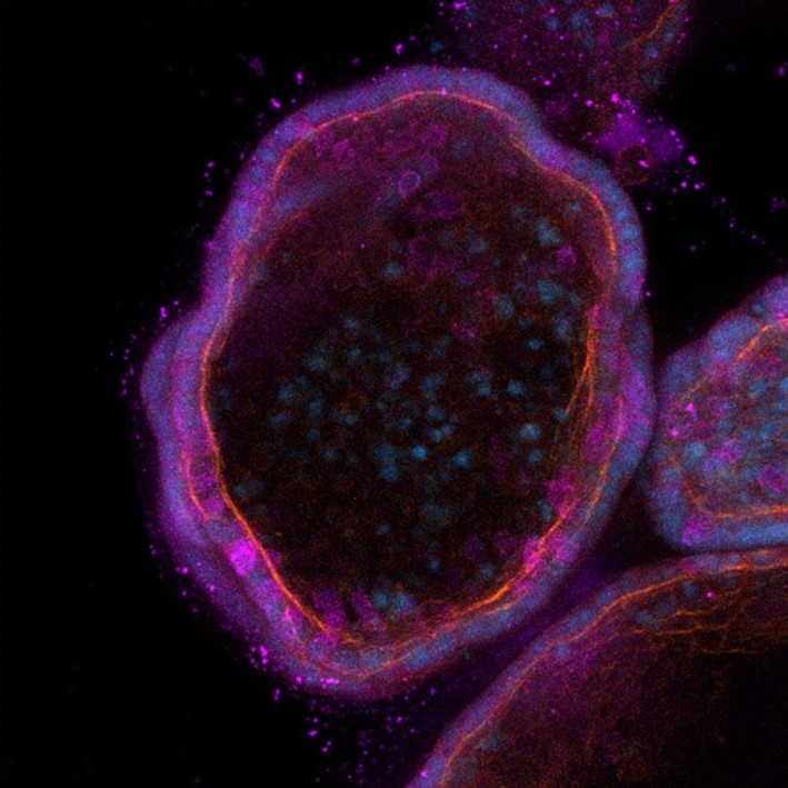IRP Facility - Organoids